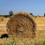 Field