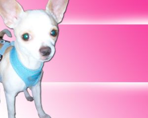 Chiwawa Powerpoint Template PPT Template