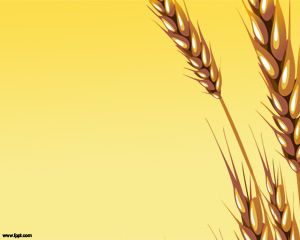 Ear wheat Powerpoint Template