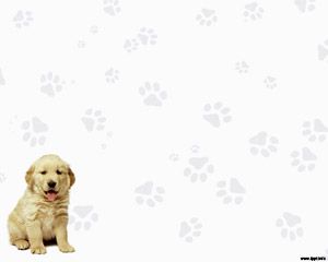 Labrador Retriever Powerpoint PPT Template