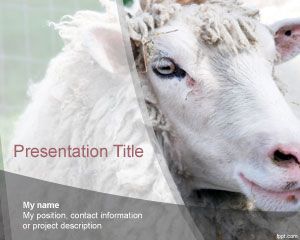 Sheep PowerPoint Template