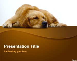 Golden Retriever Slides Golden Retriever Slides